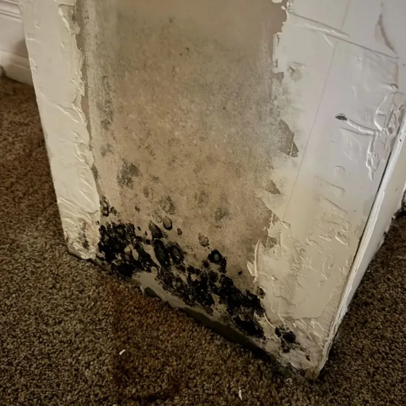 Professional Mold Removal in Webster, MA